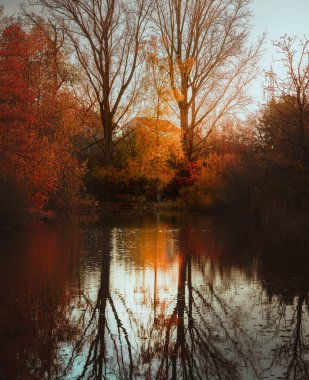 Güneşli dikey fotoğraf sonbaharda sudan yansıyan altın bir ağacı vurguluyor.