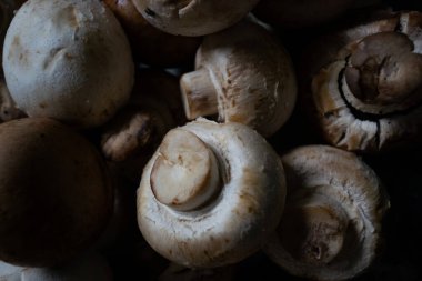 Bereketli bir orman ortamında canlı, yuvarlak mantarlar, doğanın karmaşık güzelliğini gözler önüne seriyor. Stok fotoğrafçılığı projeleri için mükemmel