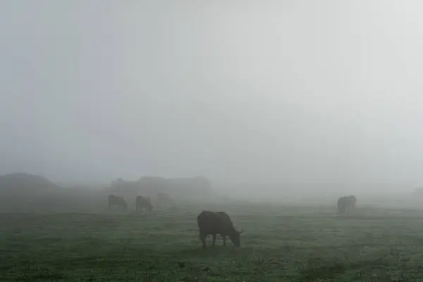 Vacas Pastando Pacificamente Uma Manhã Nebulosa — Fotografia de Stock