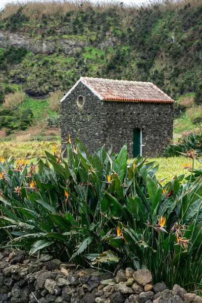 stock image A typical Azorean house built with volcanic black rock amidst a plantation of bird-of-paradise flowers.