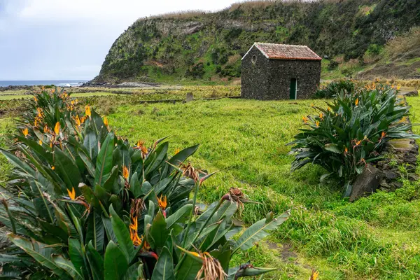 Tipik bir Azorean evi, cennet kuşu çiçeklerinden oluşan bir fidanlığın ortasında volkanik siyah kayalarla inşa edilmiş..