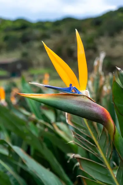 Bright yellow bird-of-paradise flower blooms in a lush field of bird-of-paradise plants.