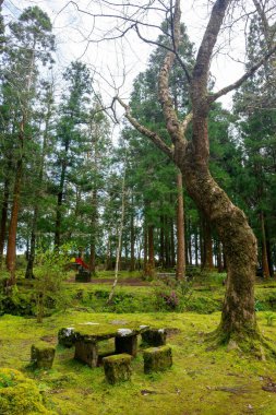 Taş piknik masaları ve yosunlarla kaplı banklar Terceira Adası, Azores 'deki bir piknik alanında ağaçlarla çevrili..