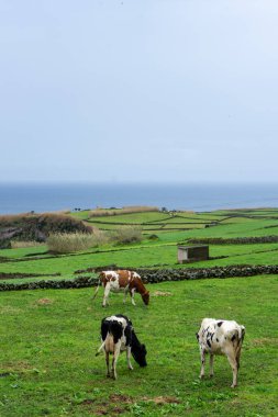 Süt inekleri, Terceira Adası, Azores 'teki yemyeşil tarlalarda otluyor. Arka planda Atlantik Okyanusu var..