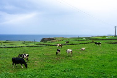 Süt inekleri, Terceira Adası, Azores 'teki yemyeşil tarlalarda otluyor. Arka planda Atlantik Okyanusu var..