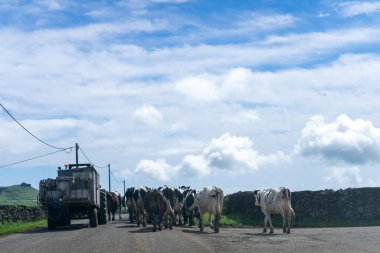Bir traktörün rehberliğinde Terceira Adası, Azores 'te yürüyen süt inekleri manzarası.. 