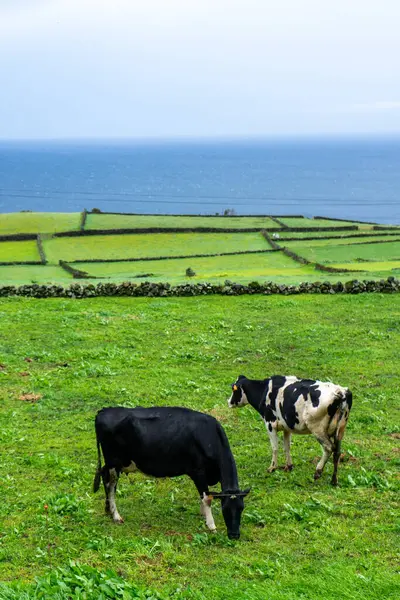 Vacas Leiteiras Pastando Campos Verdejantes Ilha Terceira Açores Com Oceano — Fotografia de Stock