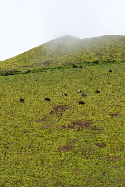 Bulls Pastando Nas Encostas Vulcão Ilha Terceira Açores Uma Mistura — Fotografia de Stock