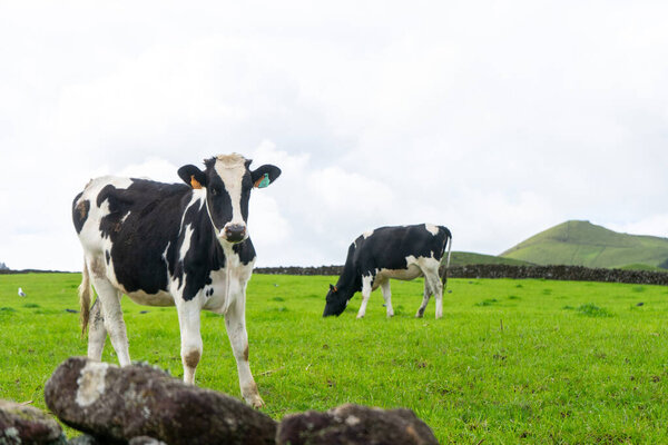 Two dairy cows on Terceira Island, Azores: one gazes at the camera while the other peacefully grazes.