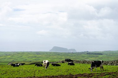 Arka planda Ilhu das Cabras ile huzur içinde otlayan inekler Terceira Adası, Azores. Serene pastoral sahne