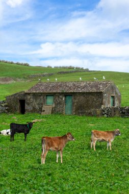 Terceira Adası, Azores ve çatıya tünemiş martılardan oluşan geleneksel bir evi olan yemyeşil bir çayırda otlayan üç genç inek..