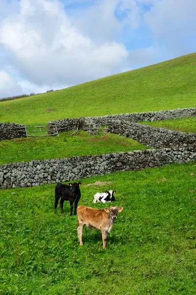 Trois Jeunes Vaches Paissant Paisiblement Dans Pâturage Verdoyant Typique Île — Photo