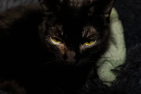 stock image A striking image of a black cat's face, centered on its intense yellow eyes. The dark fur contrasts sharply with the glowing eyes, creating a sense of mystery and intrigue.
