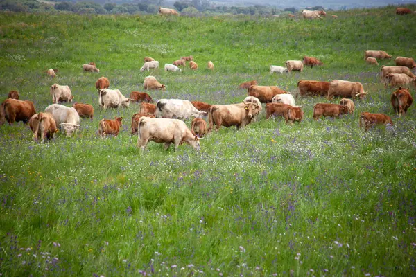 Bir sığır sürüsü bulutlu bir bahar öğleden sonrasında geniş Alentejo tarlalarında otlar. Manzara gür ve yeşildir, kırsal yaşamın özünü yansıtan huzurlu bir ortam yaratır..