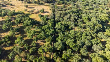 Portekiz 'in Alentejo kırsalındaki ağaçların arasına yerleştirilmiş pitoresk bir su kemerinin hava görüntüsü..
