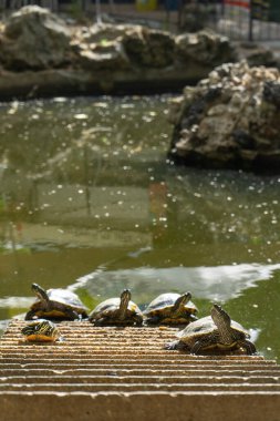 Güneşin altında güneşlenen kaplumbağalar halka açık sakin bir bahçe havuzunda, yemyeşil sularla çevrili ve sakin suları yansıtan..