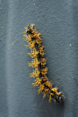 A vibrant Nymphalis polychloros caterpillar, showcasing its striking black and yellow stripes. Perfect for nature, entomology, and wildlife-themed projects. clipart