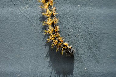 A vibrant Nymphalis polychloros caterpillar, showcasing its striking black and yellow stripes. Perfect for nature, entomology, and wildlife-themed projects. clipart