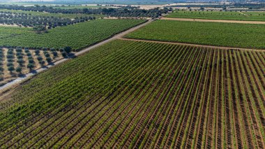 Bir İHA tarafından yakalanan Alentejo üzüm bağlarının göz kamaştırıcı hava manzarası Portekiz 'in şarap ülkesinin resimli manzarasını gözler önüne seriyor..