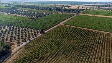 Bir İHA tarafından yakalanan Alentejo üzüm bağlarının göz kamaştırıcı hava manzarası Portekiz 'in şarap ülkesinin resimli manzarasını gözler önüne seriyor..