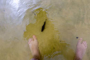 Bir levrek, Alqueva Barajı, Alentejo, Portekiz 'in berrak sularında bir adamın ayaklarının yanında yüzer ve doğanın huzur veren güzelliğini ve insan etkileşimini yakalar..