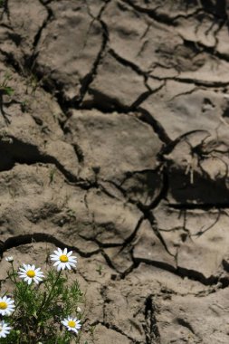 Close-up of a cracked, dry riverbed, highlighting the deep fissures and parched earth, showcasing the stark beauty and harsh reality of severe drought conditions. clipart