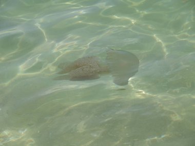 Portekiz, Tria Sahili 'nin berrak sularında zarif bir şekilde yüzen bir Tejo denizanasının canlı görüntüsü hassas dokunaçlarını ve kumlu deniz tabanına karşı şeffaf güzelliğini sergiliyor..