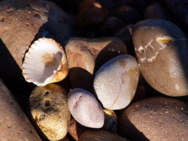 Pürüzsüz, gelgitle cilalanmış kayalar ve sakin bir sahilde istirahat eden deniz kabuğu doğanın sanatını ve kıyı şeridinin huzurlu güzelliğini yakalıyor. Kıyı ya da doğal temalar için mükemmel.