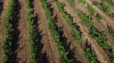 Büyüleyici Alentejo üzüm bağlarının insansız hava aracı görüntüleri, Portekiz 'deki yemyeşil üzüm bağlarının ve manzaralı kırsal manzaraların sergilendiği. Projene zarafet ve sükunet katmak için mükemmel..