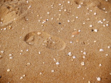 Kumsalda küçük bir çocuğun ayak izi, sayısız küçük deniz kabuğuyla çevrili, masum bir keşif ve neşe anını yakalıyor..