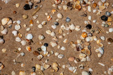 Sayısız küçük deniz kabuğuyla kaplı sakin bir sahil sahnesi, doğal, dokulu bir kum rengi mozaiği ve karmaşık desenler yaratıyor. Arkaplan ve kıyı temaları için mükemmel.