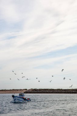 Martılar avdan dönen küçük bir balıkçı teknesini takip ediyor, sakin bir deniz manzarası yakalıyorlar ve uyum içinde çalışıyorlar..