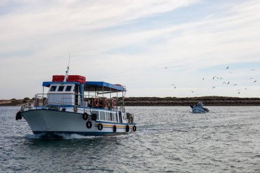 Martılar avdan dönen küçük bir balıkçı teknesini takip ediyor, sakin bir deniz manzarası yakalıyorlar ve uyum içinde çalışıyorlar..