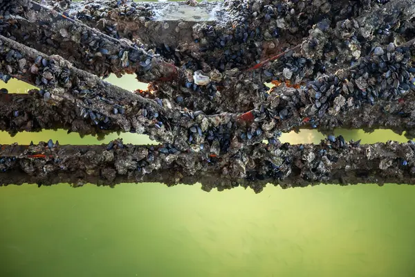 stock image Mussels cling tightly to the metal beams of a dock, showcasing the raw beauty and resilience of marine life in a coastal environment. Ideal for themes of nature, seafood, and coastal living.