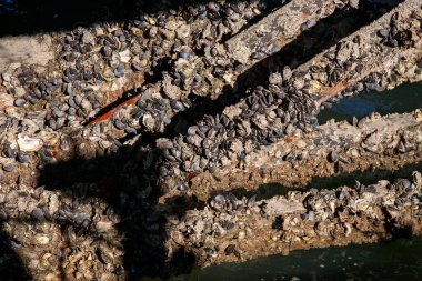 İskelenin metal kirişlerine sıkıca tutunan midyeler, kıyı ortamında deniz yaşamının saf güzelliğini ve dayanıklılığını sergiliyor. Doğa, deniz ürünleri ve kıyı yaşamı için ideal..