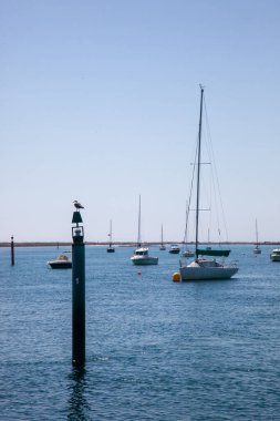 Portekiz, Algarve 'de manzaralı Ria Formosa' ya karşı arka planda demirli teknelerle bir seyir şamandırasına tünemiş bir martı..
