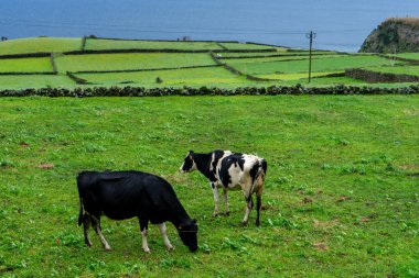 İnekler yemyeşil bir çayırda huzur içinde otluyor, Terceira Adası 'nın sarmal tepelerinin manzarası ve Azores' deki volkanik manzaralarıyla..