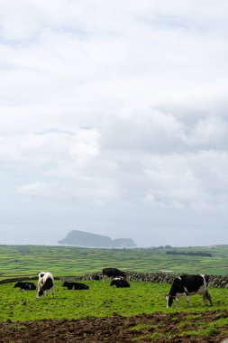 Terceira Adası 'nda otlayan inekler, Azores, büyüleyici Atlantik Okyanusu bir zemin olarak kullanılıyor. Bereketli yeşil alanlar derin mavi sularla buluşur, doğanın dingin güzelliğini gözler önüne serer..