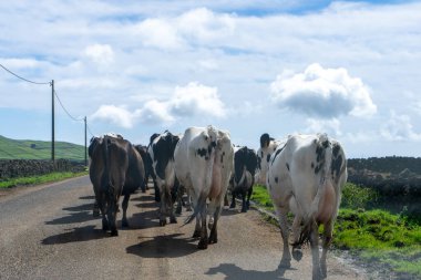 İnekler, Azores, Terceira Adası 'nın manzaralı kırsal yollarında yürürler, yemyeşil ve resimli manzaralarla çevrili. Adanın tarım cazibesini yansıtan huzurlu, pastoral bir manzara..