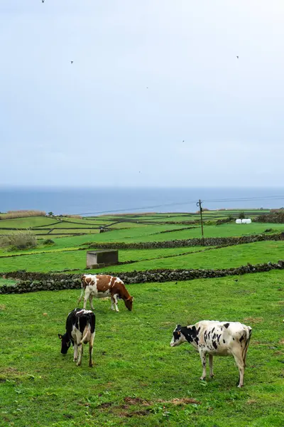 Terceira Adası 'nda otlayan inekler, Azores, büyüleyici Atlantik Okyanusu bir zemin olarak kullanılıyor. Bereketli yeşil alanlar derin mavi sularla buluşur, doğanın dingin güzelliğini gözler önüne serer..