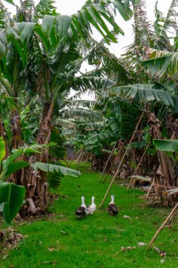 Portekiz, Azores, Terceira Adası 'ndaki muz çiftliğinde gezinen ördek sürüleri. Vahşi yaşam ve tarımı harmanlayan sakin bir kırsal bölge..