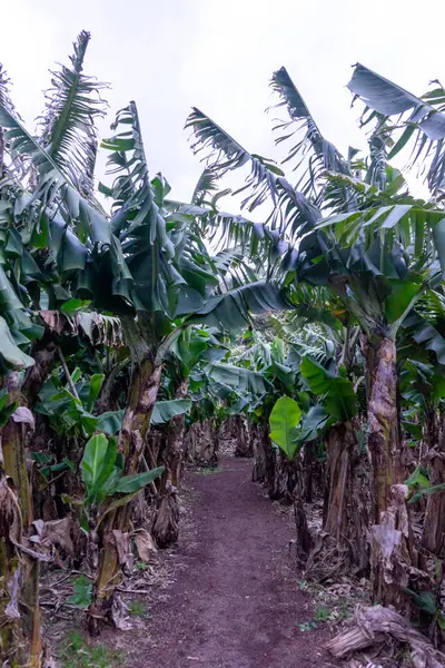 Stock image A lush banana plantation on Terceira Island, Azores, Portugal, under a cloudy sky. The green leaves and overcast backdrop highlight the island's rich, tropical atmosphere.