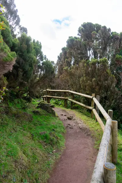 stock image Wooden handrails and steps line the sulfurous steam vents at Furnas do Enxofre, Terceira Island, Azores, Portugal, creating a safe path through this otherworldly volcanic landscape.