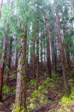 Yoğun bir ormanda, yemyeşil yosunlarla kaplı ıslak ağaç gövdeleri. Sahne sisli ve loş, sakin ve gizemli bir atmosfer yaratıyor..