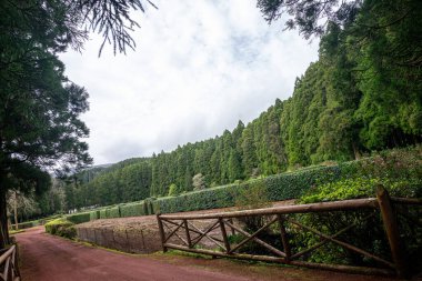 Kriptomeria japonica ağaçları Portekiz, Azores, Terceira Adası 'ndaki sakin bir piknik alanını çevrelemektedir. Yeşillik ve yemyeşil gökdelenler sakin, doğa dolu bir dinlenme yeri oluşturur..