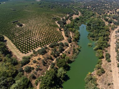 Alentejo arazilerindeki deniz yosunlarının çoğalması nedeniyle yeşil olan Degebe Nehri yakınlarındaki geniş badem tarlalarının havadan görüntüsü. Zararlı etkiler arasında toprak bozulması ve su kirliliği yer alıyor.