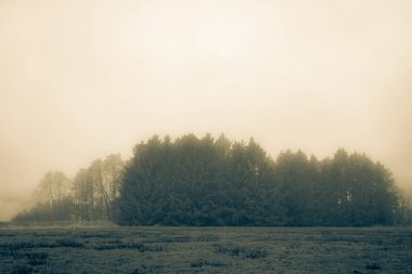 Ön planda ağaçlar ve arka planda bulutlu bir gökyüzünün altında bir tarla olan sisli bir orman. Sisin atmosferik fenomeni doğaya mistik bir dokunuş ekler.