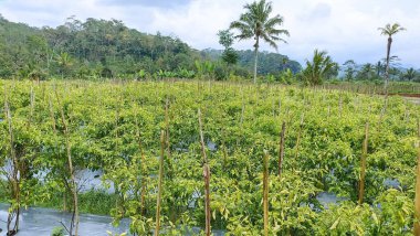 Çok verimli kırmızı biber tarlaları.