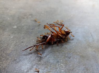 Yerde karıncalarla çevrili ölü bir hamamböceği yatıyor.