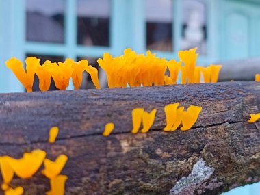 Küçük turuncu mantarlar odunların yüzeyinde yetişir.
